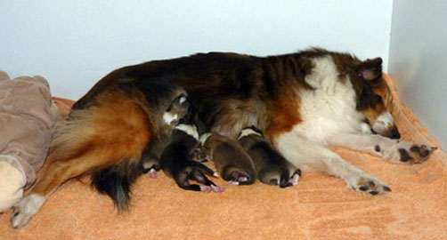 Ausruhen nach der ersten Mahlzeit