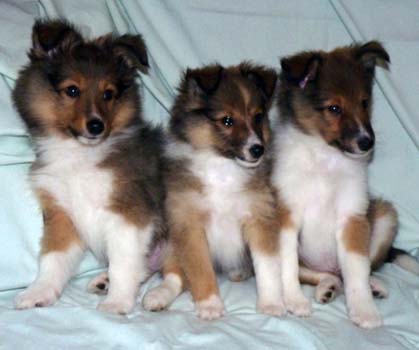 Unsere 3 Braunen Dacota, Dorina und Dorian