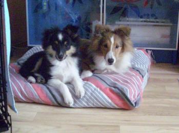 Shane mit 3 Monaten und Kumpel Bowie