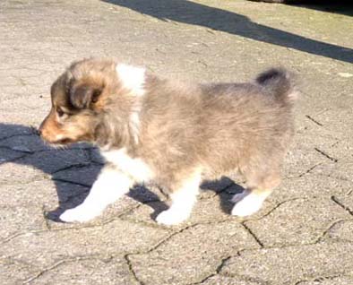 No 1 : Xavier Naidoo, der Erstgeborene