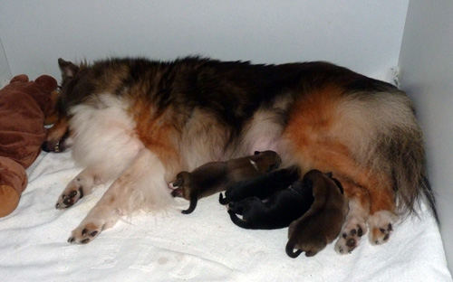 Ayu Mutter mit Kindern