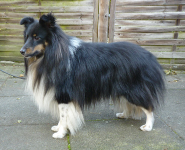 Der Vater, Ayurveda Dominic Black Drummer Boy