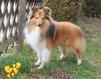 Der Vater, UNCLE SAM von Berwangen