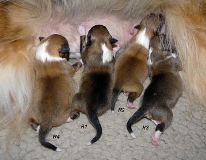 Babies durchnummeriert